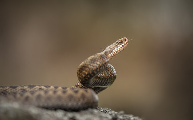 Adder 2 
