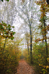 Obraz premium Autumn misty forest road covered with rusty leaves 02