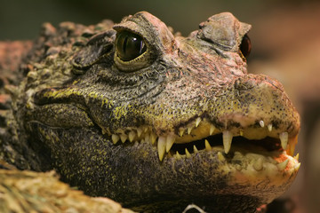 Crocodile