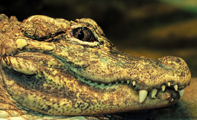 Laugh crocodile