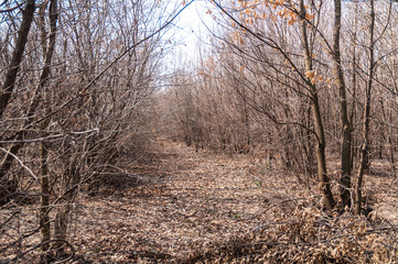 Forest with trees and dried leaves 1