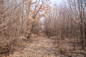 Forest with trees and dried leaves 2