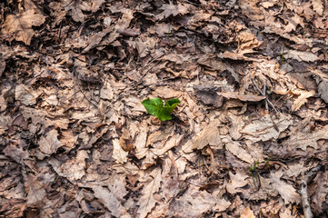 Life among dry leaves
