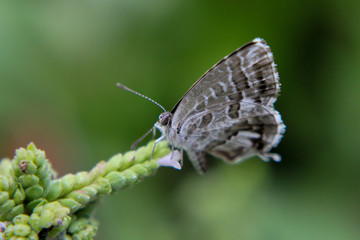 Fototapeta premium Farfalla su germoglio