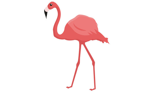 Flamingo On The Zoo