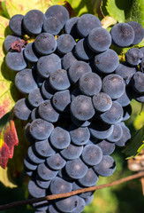 grappe de pinot noir