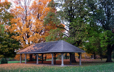 A beautiful fall tree sheds its leaves over the grass and roof of a picnic shelter in the park.