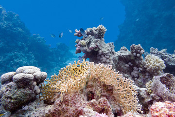 coral reef with hard and fire coral in tropical sea, underwater