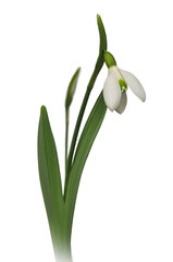 Первый весенний цветок подснежник галантус