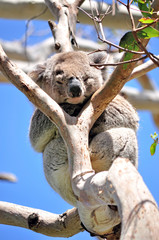 Koala sleeping on a Eucalyptus tree branch in Great Oatway National Park, Victoria, Australia.