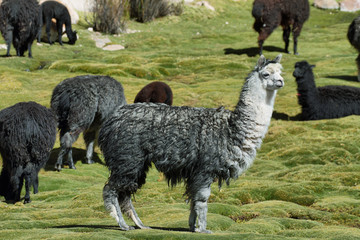 Alpacas grazing in volcano isluga national park