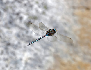 Blue dragonfly flying