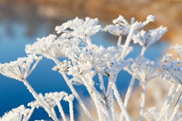 The plant is covered with thick snowflakes. The frozen fog