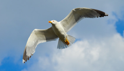 Seagull flying on blue sky and white clouds