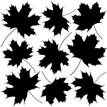silhouettes of maple leaves