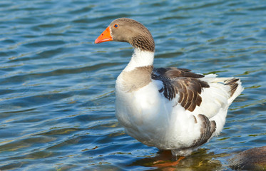 Goose standing near blue lake