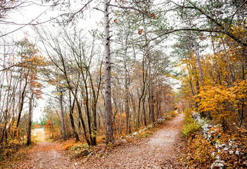 autumnal landscape with path in the forest 