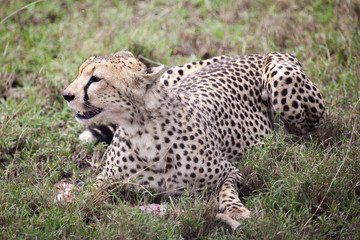 Cheetah eating its meal in Serengeti National park, Tanzania, Africa