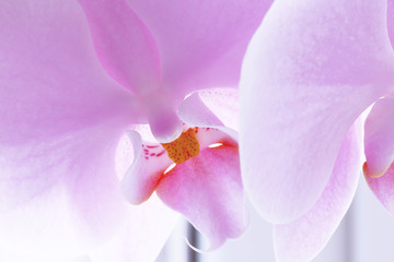 Pink orchid flower - Powered by Adobe
