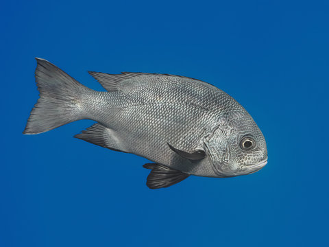 Black snapper fish in water of tropical sea (Macolor niger),  In