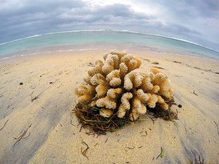 Dead corals on the beach. Devastated coast on Reunion Island in Indian Ocean.