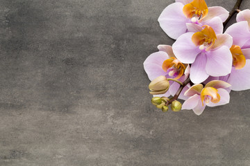Naklejka na ściany i meble Beautiful pink orchid on a gray background.
