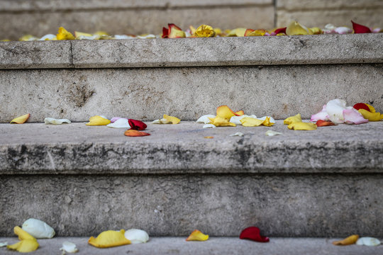 P&eacute;tale de rose sur le parvis de l'&eacute;glise