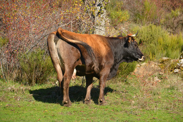 vaca en un prado verde