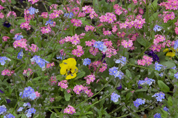 Vergissmeinnicht hellblau und rosa, gelbes Stiefmütterchen