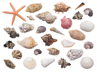 Set of different seashells with starfish