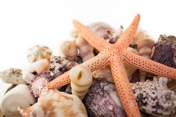 Background of different seashells with starfish