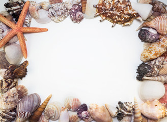 Frame of different seashells and starfish - obrazy, fototapety, plakaty