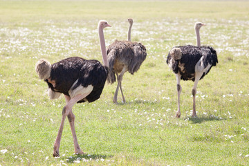 African ostriches (Struthio camelus) in Masai Mara Reserve, Kenya, Africa