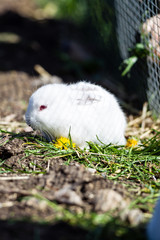 Rabbit outdoors in enclosure