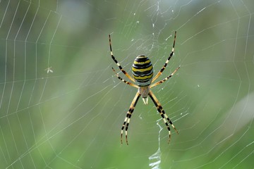 araña tigre