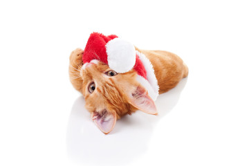 Funny Christmas Cat Elf Playing With Santa Hat
