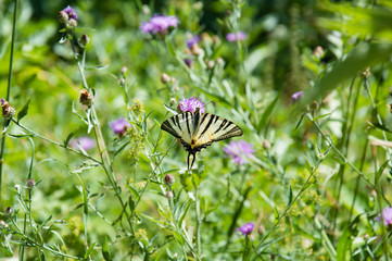 Black and yellow butterfly on mountain violet flower