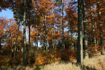 Herbstlicher Buchenwald