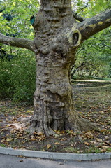 Green tree sycamore (Acer pseudoplatanus) in the park with fresh forest and path, Sofia, Bulgaria 