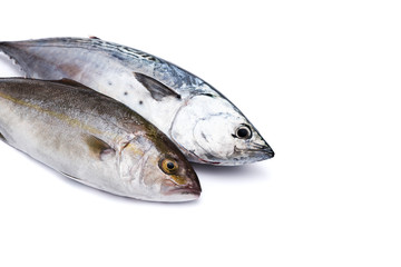 Raw fish, Bonito and Yellowtail, isolated on white