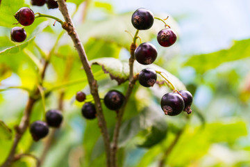 Black currant growing on a green Bush