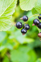 Black currant growing on a green Bush