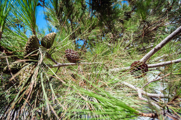 Cedar cones on a green branch 