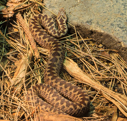 The adder of zoological park in Paris.