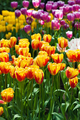 Tulips. Spring flower. beautiful flowers