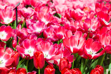 Obraz premium Tulips. Spring flower. beautiful flowers