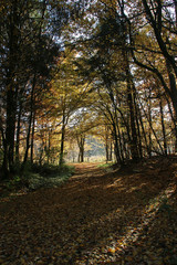 Herbstlicher Buchenwald