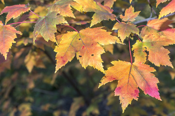 Autumn maple leaves
