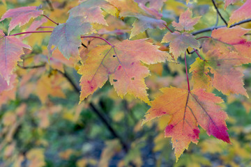 Autumn maple leaves