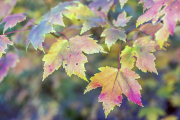 Autumn maple leaves